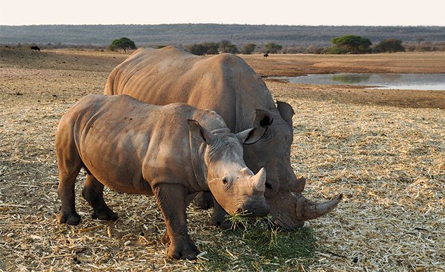 A crash of rhinoceroses