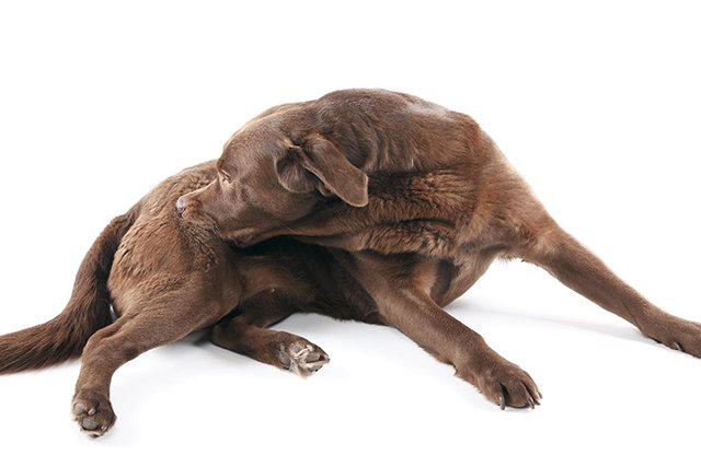 Allergies in dogs are commonly expressed through itchy, irritated skin.