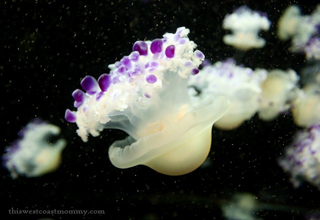 A bloom of jellyfish