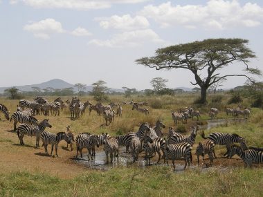 A zeal of zebras