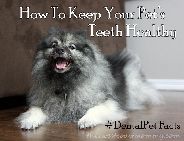 How to keep your pet's teeth healthy
