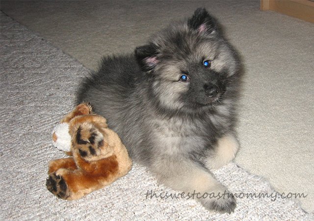 Look at that face! 9-week-old keeshond puppy 