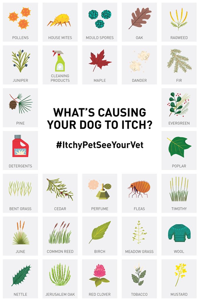What's causing your dog to itch? #ItchyPetSeeYourVet