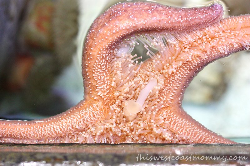 How a sea star eats lunch