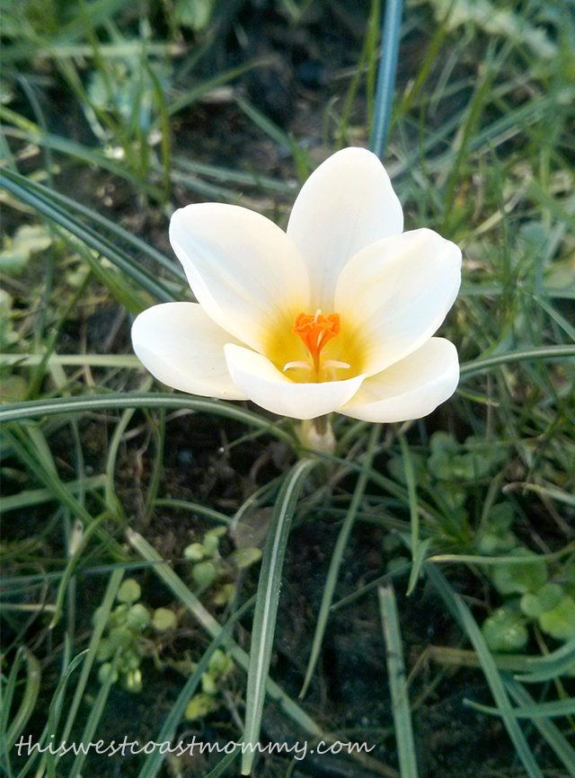 first crocus of the year